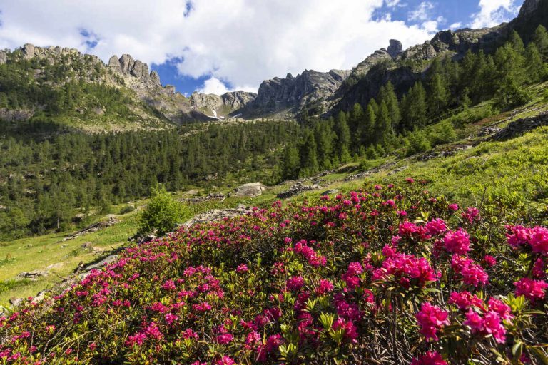 Flowering of rhododendrons in Orobie Alps, Valgerola, Orobie Alps, Valtellina, Lombardy, Italy, Europe